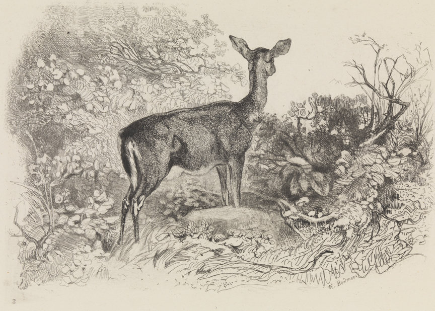 [Doe in forest clearing]
