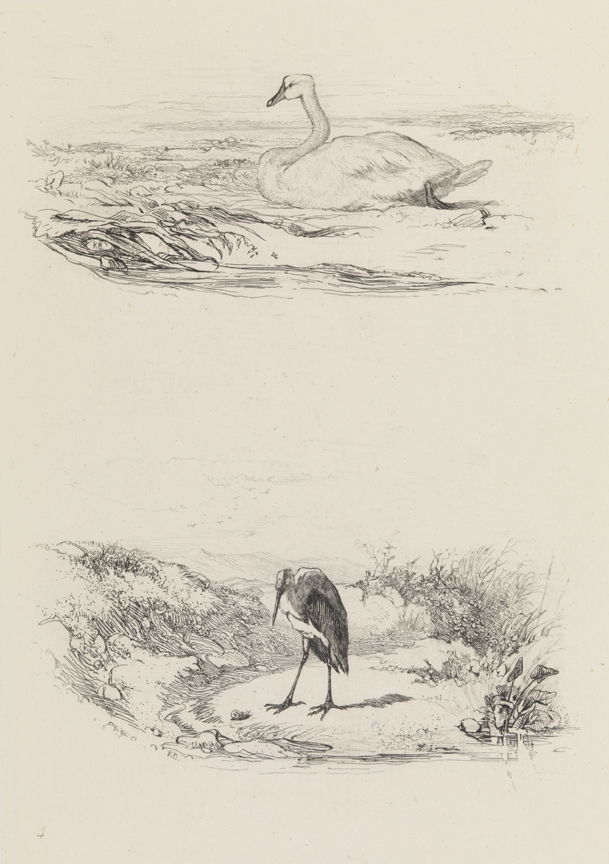 [Swan; Heron and snail in landscape]