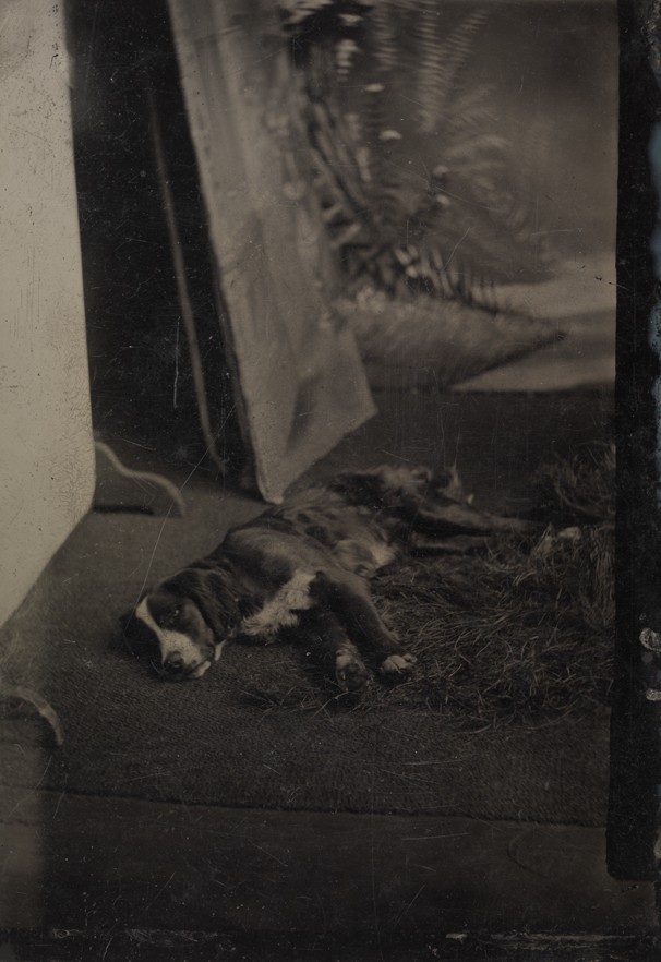 Setter dog in front of a painted backdrop