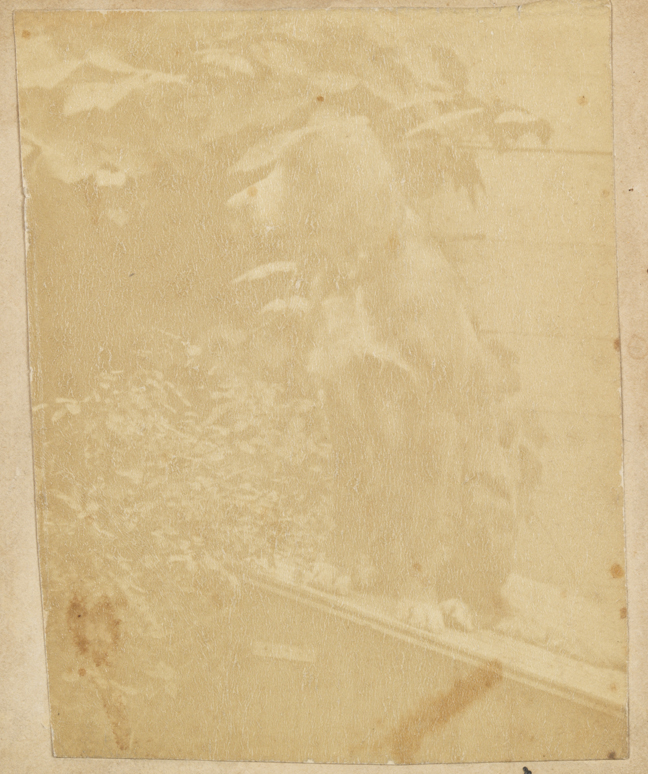 Setter sitting on shed roof