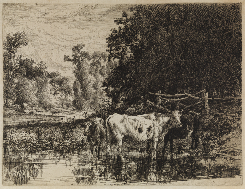 [Cattle in stream]