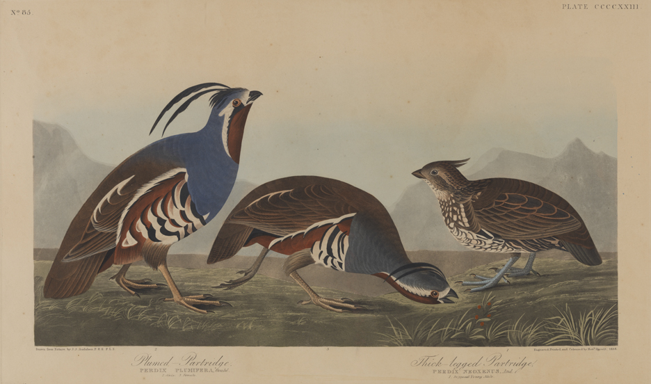 Plumed Partridge and Thick-Legged Partridge