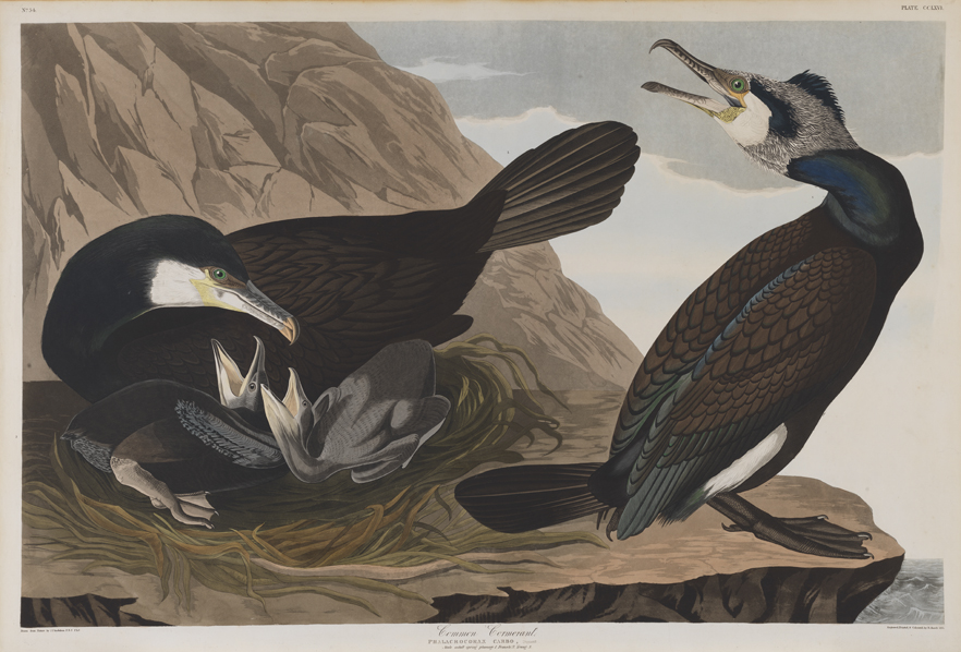 Common Cormorant - Phalacrocorax Carbo, Dumont