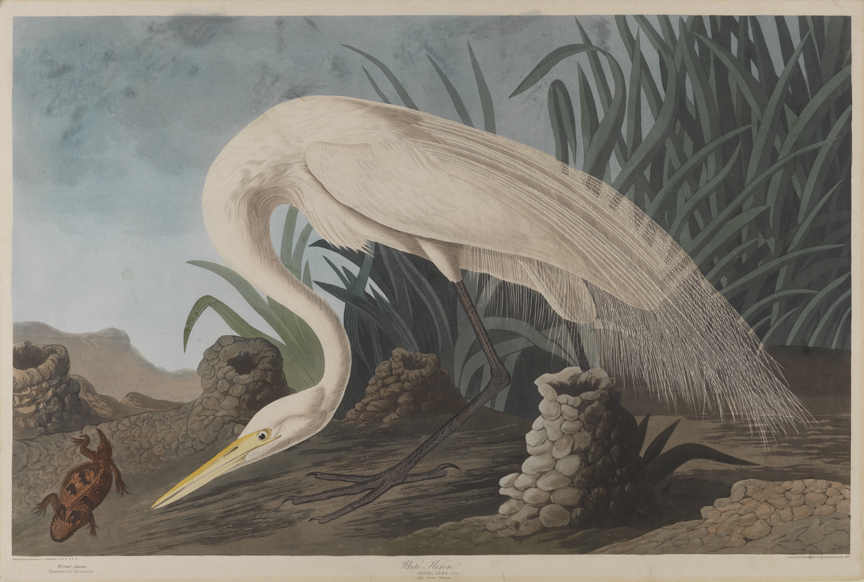 White Heron - Andrea Alba, Zinn