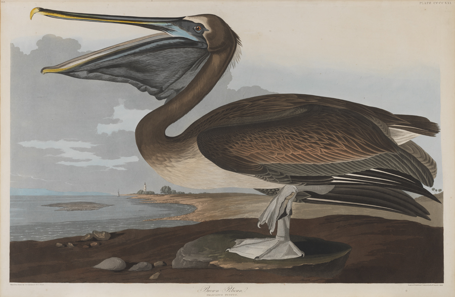Brown Pelican - Pelicanus Friscus