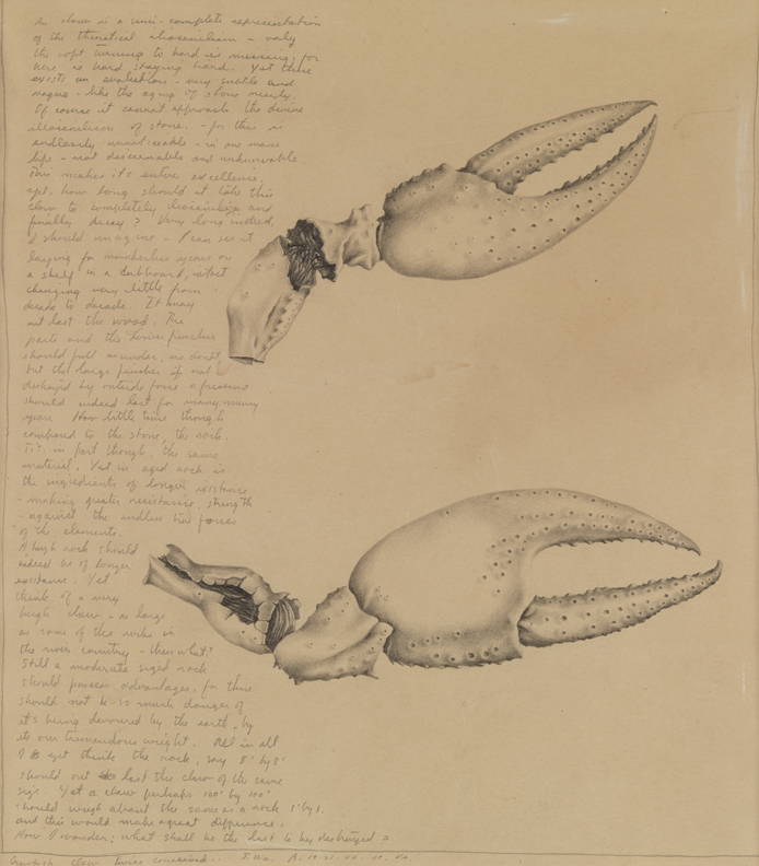 A Crab Claw, Iliosenilatic