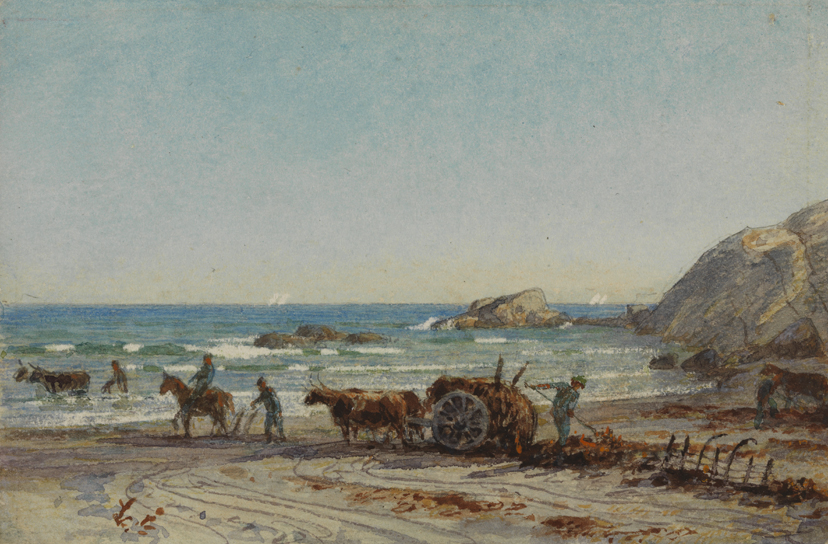 Harvesting Seaweed on Second Beach, Newport