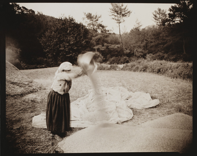 Woman Harvesting Wheat, Turkey