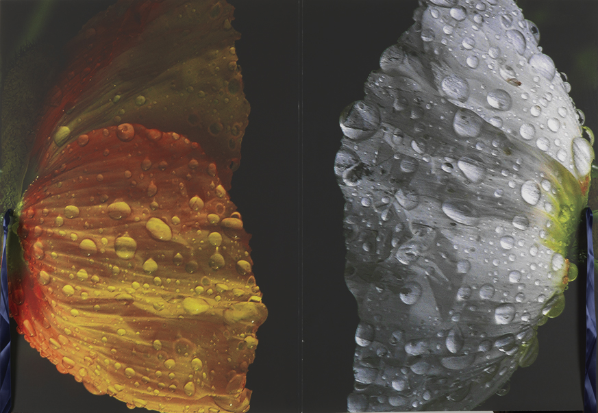 Flowers are Butterflies