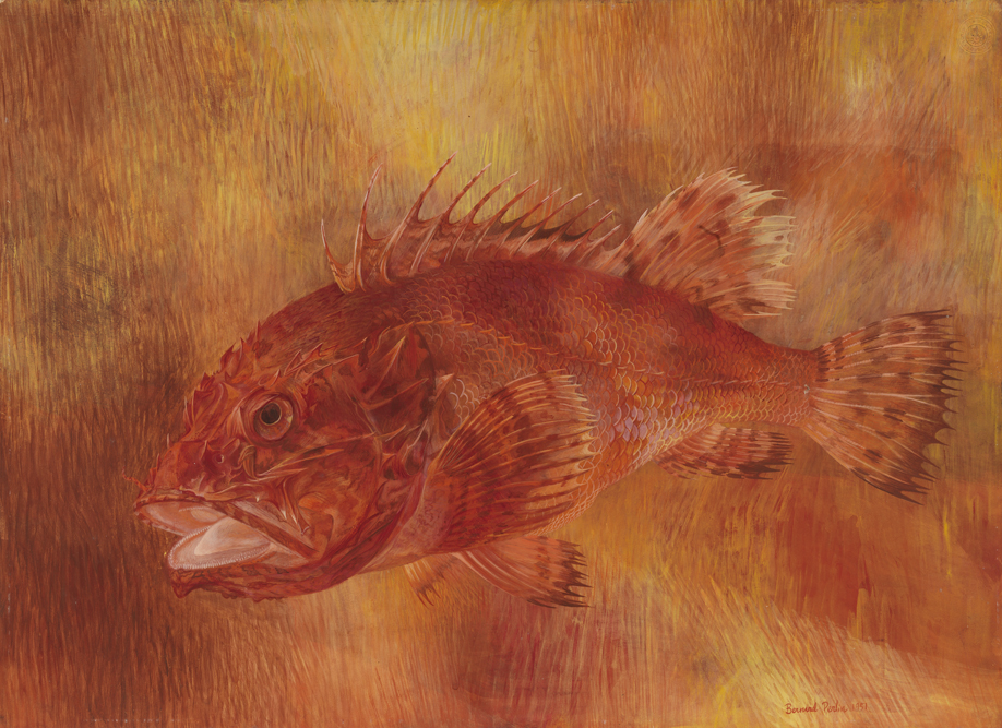 Bernard Perlin, Fish, Capri (1951)  PAFA - Pennsylvania Academy of the  Fine Arts