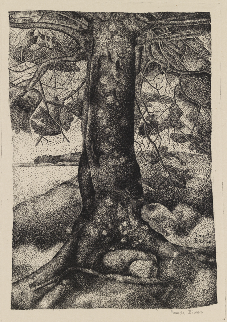 Oak Tree (The Balsam Tree)