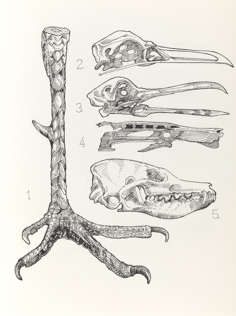 Drawing H, Book II, Animal, from Index: The Objects of My Obsession