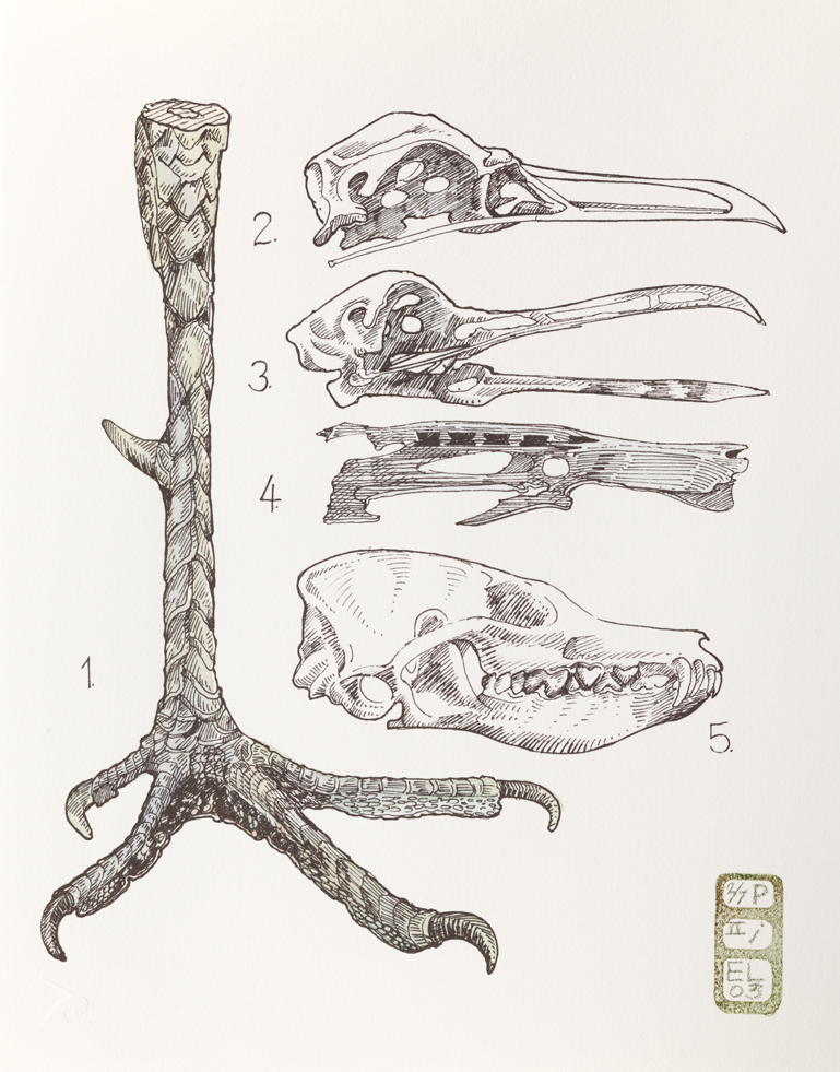 Plate I, Volume I, Book II, Folly Animale, from Index: The Objects of My Obsession