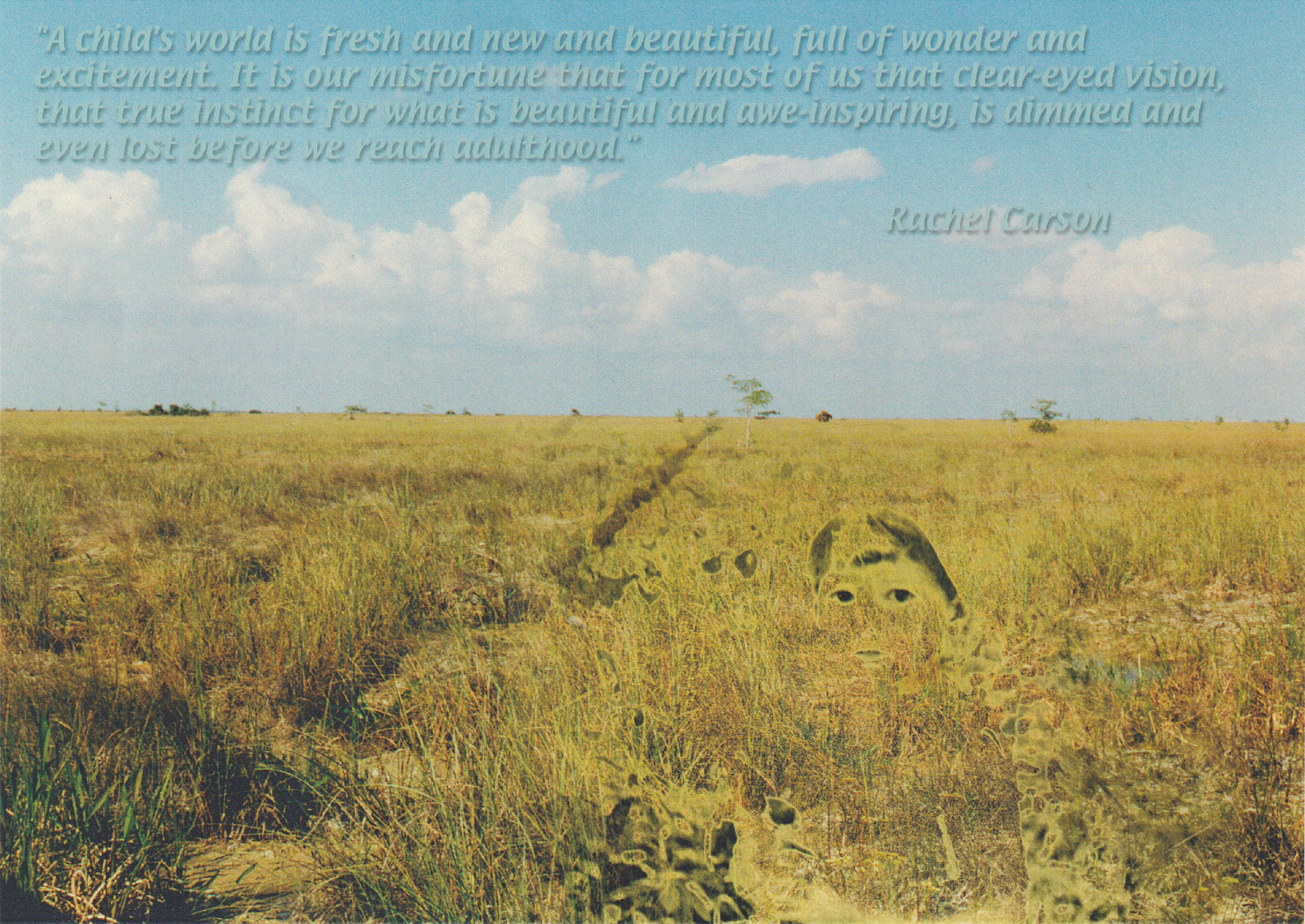 Depiction of the Everglades National Park with a quote by Rachel Carson.