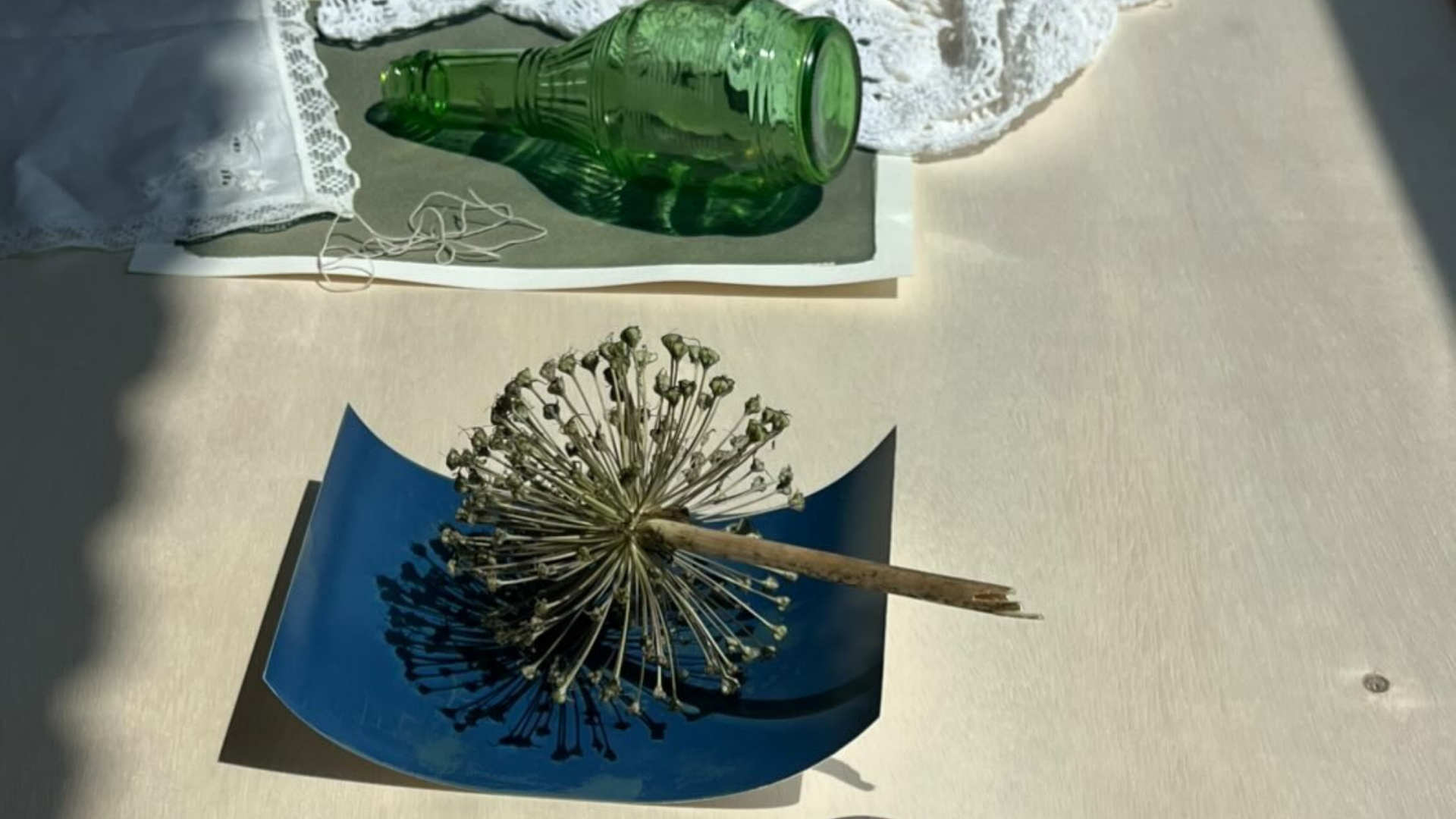 A minimalist botanical arrangement being prepared for a cyanotype print.