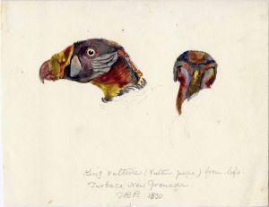 King Vulture (bird), Turbaco, New Grenada (condor), 1830. Titian Ramsey Peale, from American Philosophical Society library