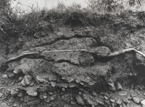 Ana Mendieta, Untitled (from the Silueta series), 1980 Gelatin silver emulsion print; 39 1/2 x 53 1/4 inches PAFA, Art by Women Collection, Gift of Linda Lee Alter © The Estate of Ana Mendieta Collection courtesy Galerie Lelong, New York
