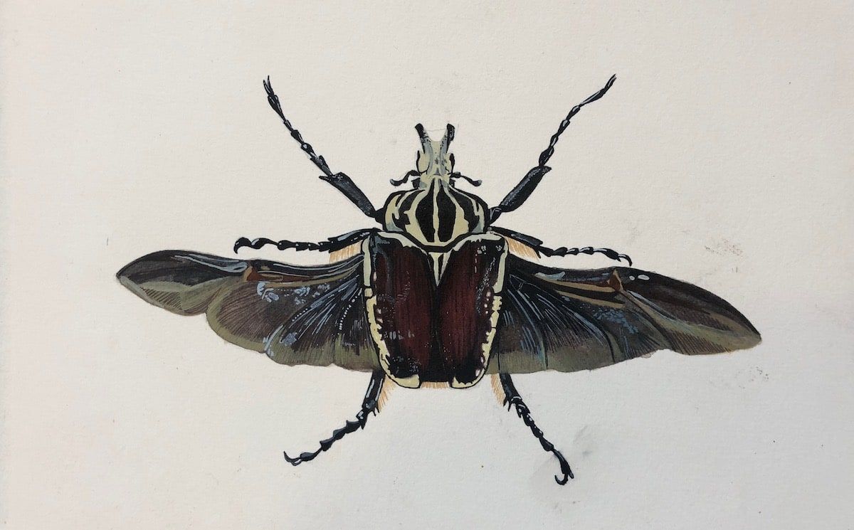 A drawing of an African scarab beetle, Goliathus regius