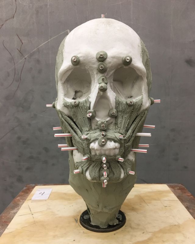 The skull Kathleen Gallo used as the basis of her rendering.