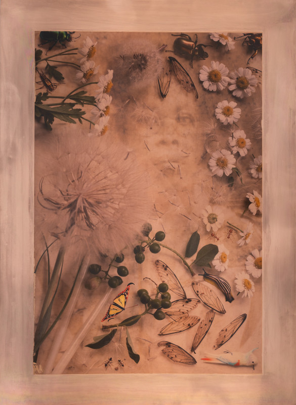 A delicate, warm-toned botanical collage features white flowers, green berries, insects, and transparent wings layered over a faint, ghostly portrait of a face.