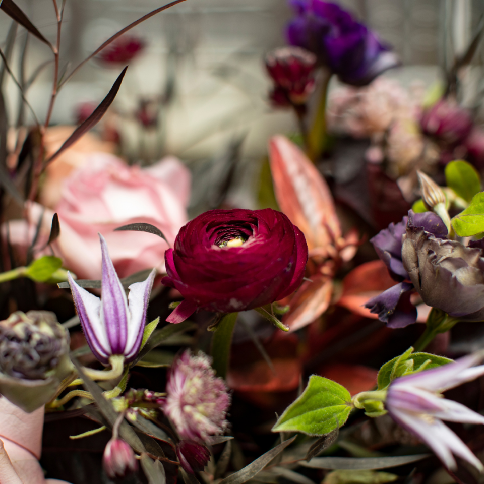 A moody, close-up floral arrangement featuring a prominent deep burgundy ranunculus centered among soft pink roses, striking purple-and-white striped clematis blooms, and dark, slender foliage.