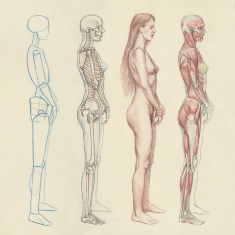 Image by Roberto Osti, a figure transforms from a line drawing, skeletal structure, to full realized human figure.