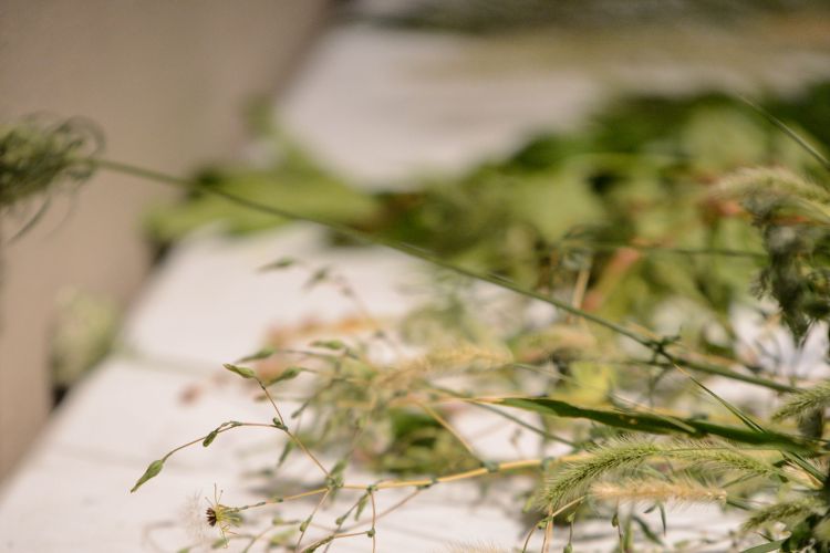 FAA the art of Nature 