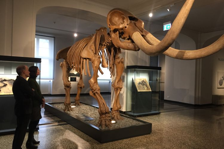 Image of the Mastodon