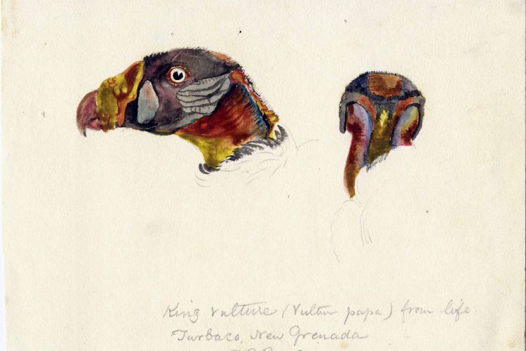 King Vulture (bird), Turbaco, New Grenada (condor), 1830. Titian Ramsey Peale, from American Philosophical Society library