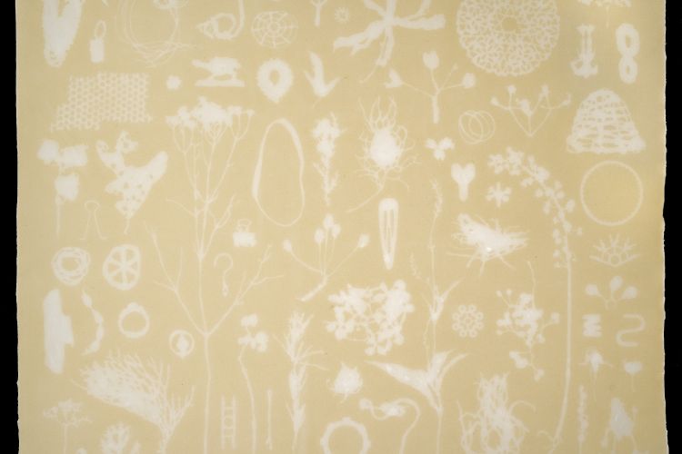 Nami Yamamoto, Miniature Garden: Trance (2007). Pigmented overbeaten bleached abaca with watermark. 15 x 18 inches, edition of 20. Published by the Brodsky Center at PAFA, Philadelphia.