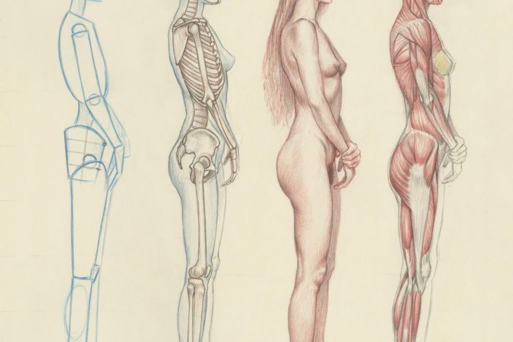 Image by Roberto Osti, a figure transforms from a line drawing, skeletal structure, to full realized human figure.