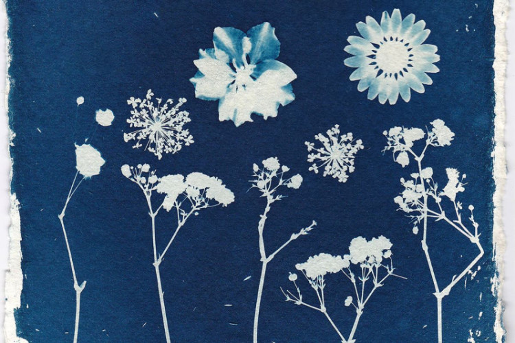 A cyanotype print displays white silhouettes of various wildflowers and floral blooms arranged against a deep Prussian blue background.