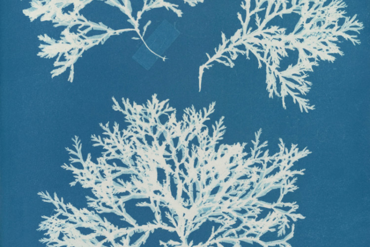 A cyanotype print of sea algae