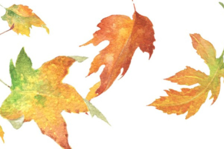 A watercolor illustration of colorful autumn leaves scattered across a white background. The painted foliage features seasonal shades of red, orange, yellow, and green, capturing the transition of fall. This artwork is commonly used in seasonal stationery, digital design elements, and festive holiday decor.